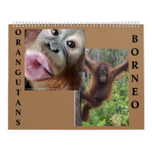 Orangutans Borneo-Kalender Kalender