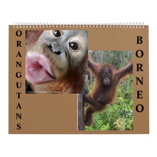 Orangutans Borneo-Kalender Kalender (Titelbild)