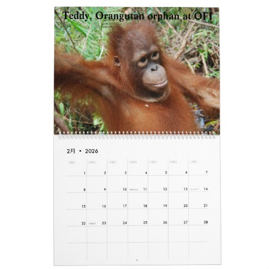 Orangutans Borneo-Kalender Kalender (Feb 2026)