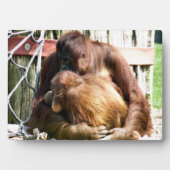 ORANGUTANS FOTOPLATTE (Vorderseite)