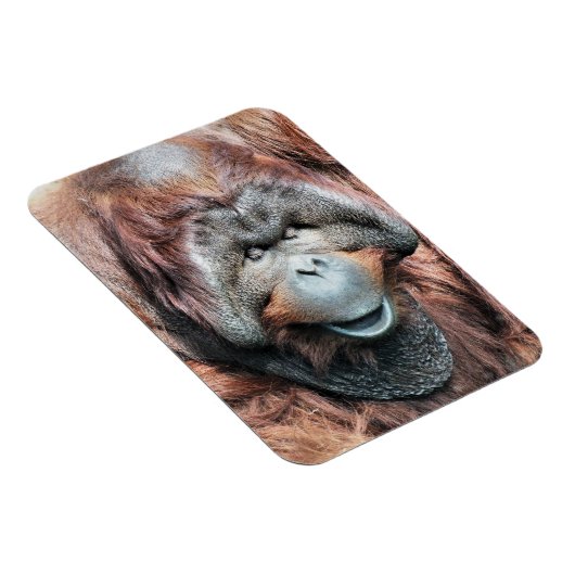 ORANGUTANS MAGNET (Rechte Seite)