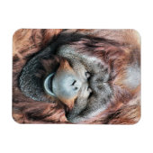 ORANGUTANS MAGNET (Horizontal)