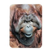 ORANGUTANS MAGNET (Vertikal)