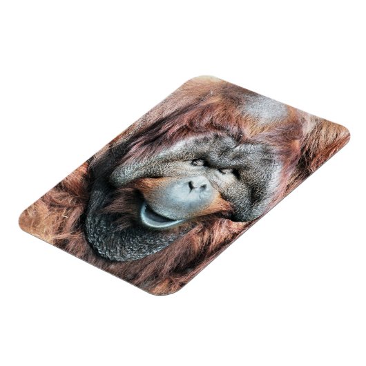 ORANGUTANS MAGNET (Linke Seite)