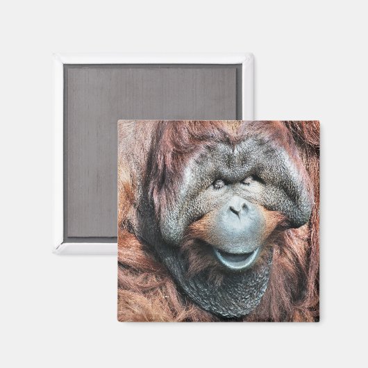 ORANGUTANS MAGNET (Vorderseite/Rückseite)