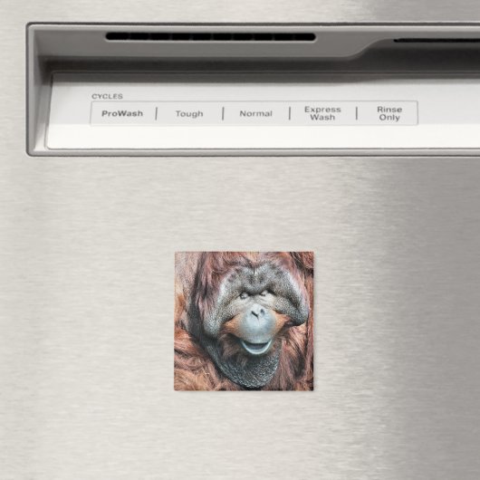ORANGUTANS MAGNET (In Situ (Geschirrspüler))