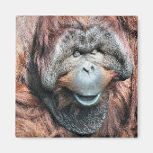 ORANGUTANS MAGNET (Vorne)