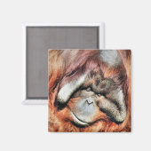 ORANGUTANS MAGNET (Vorderseite/Rückseite)