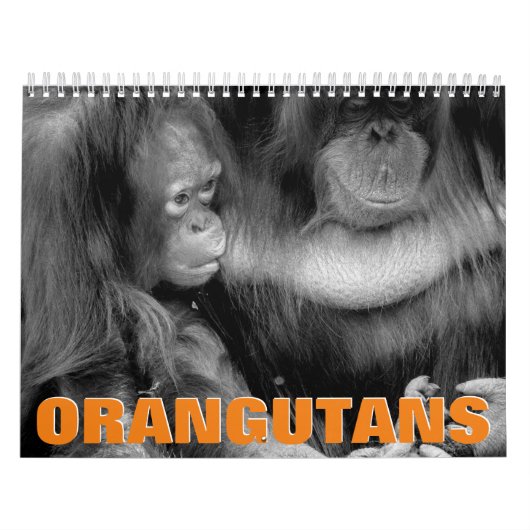 Orangutans-Mauerkalender Kalender (Titelbild)
