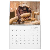 Orangutans-Mauerkalender Kalender (Jan 2027)
