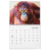 Orangutans-Mauerkalender Kalender (Mär 2026)