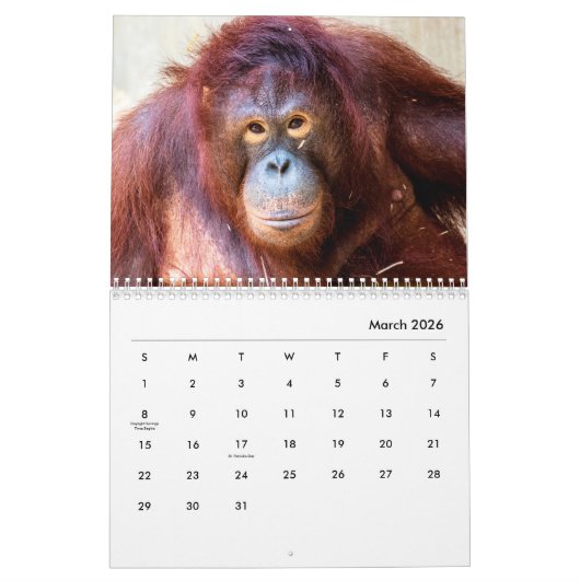 Orangutans-Mauerkalender Kalender (Mär 2026)