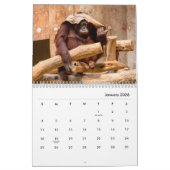 Orangutans-Mauerkalender Kalender (Jan 2026)