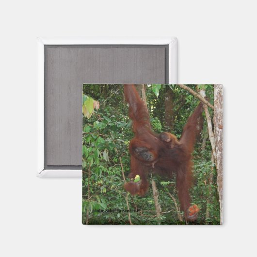 Orangutans Mutter und Baby Magnet (Vorderseite/Rückseite)