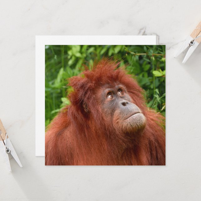 Orangutans nachdenklicher Blick (Vorderseite/Rückseite Beispiel)