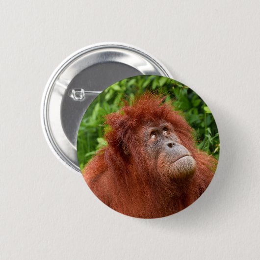 Orangutans nachdenklicher Blick Button (Vorne & Hinten)