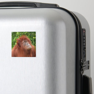 Orangutans nachdenklicher Blick Magnet