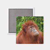 Orangutans nachdenklicher Blick Magnet (Vorderseite/Rückseite)
