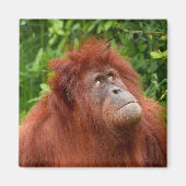 Orangutans nachdenklicher Blick Magnet (Vorne)