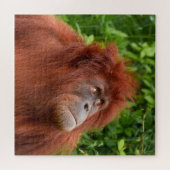 Orangutans nachdenklicher Blick Puzzle (Horizontal)