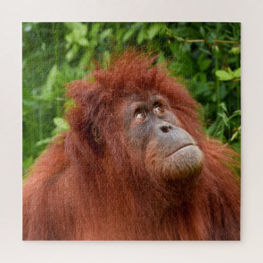Orangutans nachdenklicher Blick Puzzle (Vertikal)