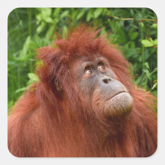 Orangutans nachdenklicher Blick Quadratischer Aufkleber (Vorderseite)