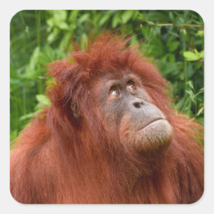 Orangutans nachdenklicher Blick Quadratischer Aufkleber