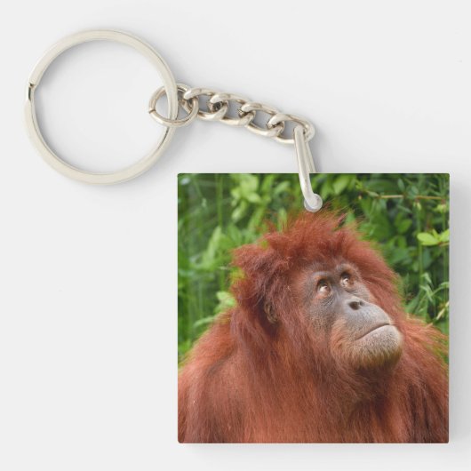 Orangutans nachdenklicher Blick Schlüsselanhänger (Vorderseite)