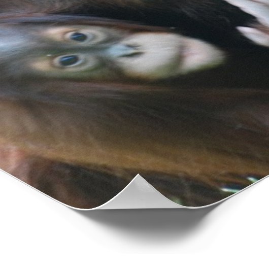 Orangutans Poster (Ecke)