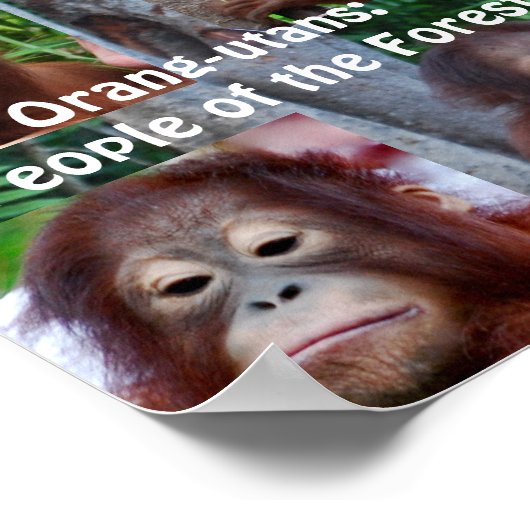 Orangutans Poster (Ecke)