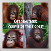 Orangutans Poster (Vorne)