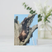 ORANGUTANS POSTKARTE (Stehend Vorderseite)
