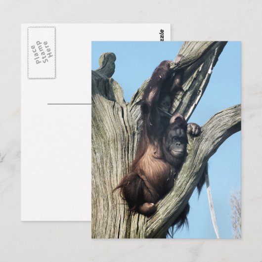 ORANGUTANS POSTKARTE (Vorne/Hinten)
