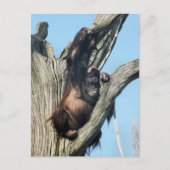 ORANGUTANS POSTKARTE (Vorderseite)