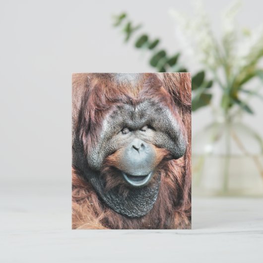 ORANGUTANS POSTKARTE (Stehend Vorderseite)