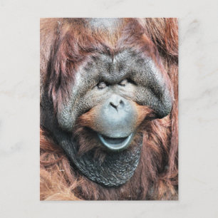 ORANGUTANS POSTKARTE