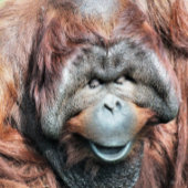 ORANGUTANS SCHLÜSSELANHÄNGER