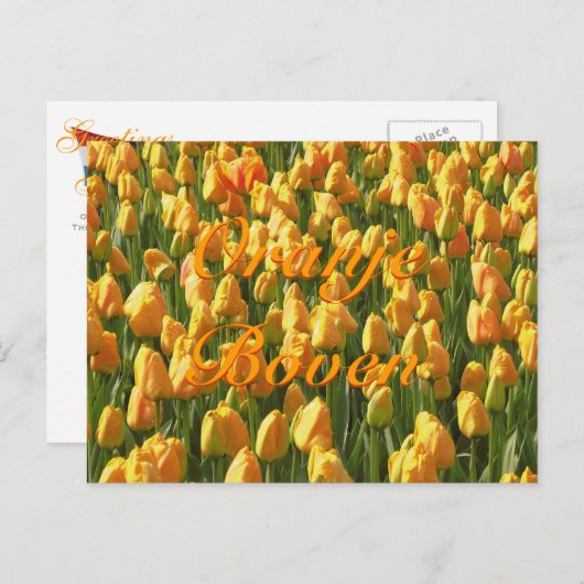 Oranje Boven Orange Tulips Postkarte (Vorne/Hinten)