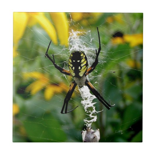 Orb Spider im Web Fliese (Vorderseite)