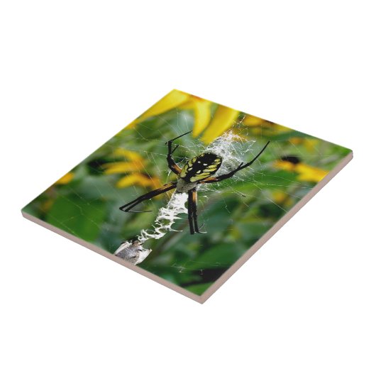 Orb Spider im Web Fliese (Seite)