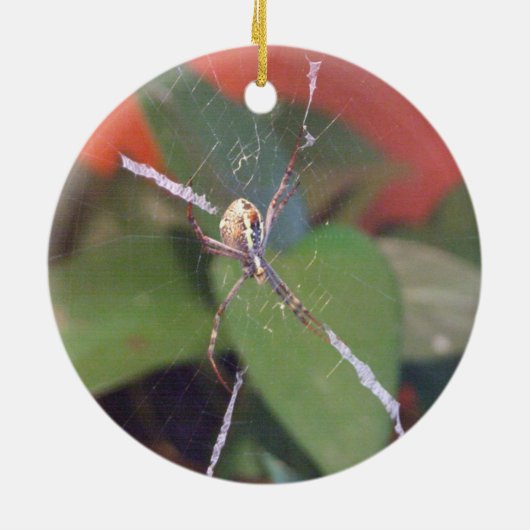 Orb Spider Ornament (Hinten)