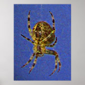 Orb Spider Poster (Vorne)