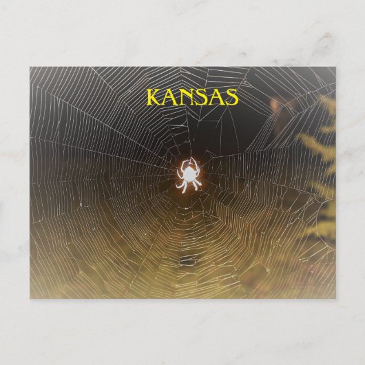 Orb Weaver in der Nacht Postkarte (Vorderseite)