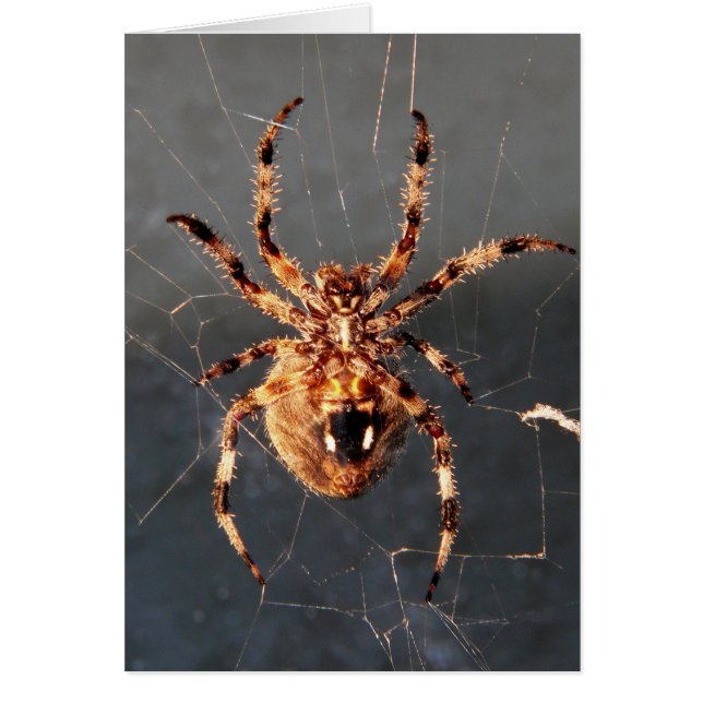 Orb Weaver Spider (Vorne)