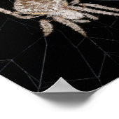 Orb-weaver Spider Poster (Ecke)