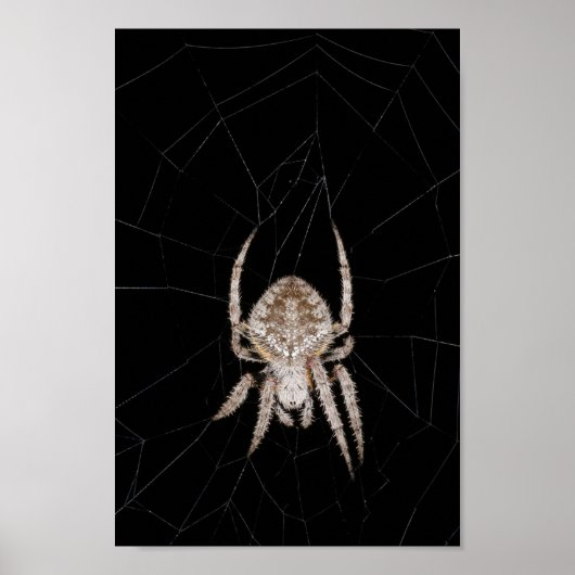 Orb-weaver Spider Poster (Vorne)
