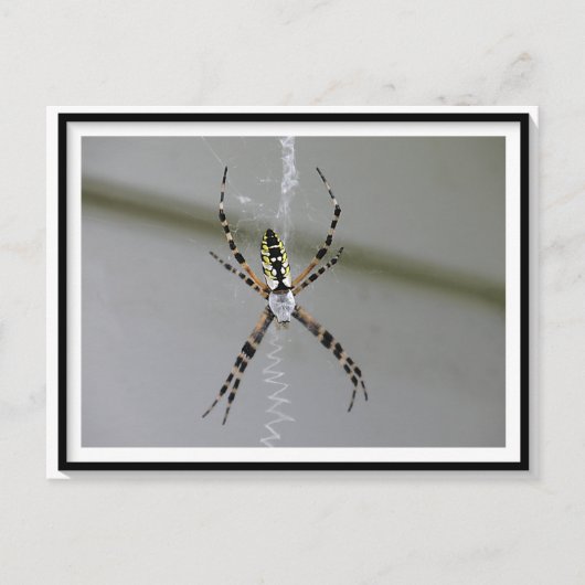 Orb Weaver Spider Postkarte (Vorderseite)