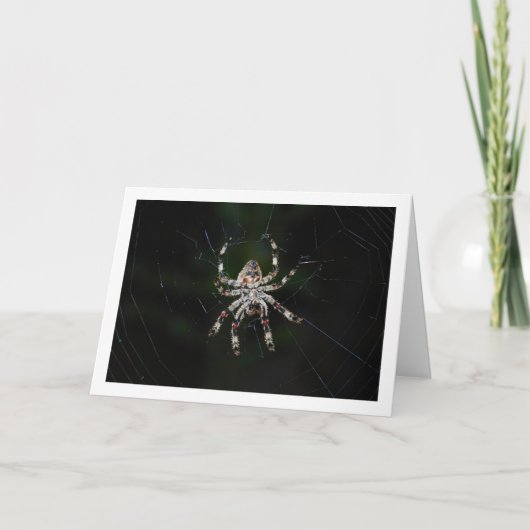 Orbflederspinne Karte (Vorderseite)