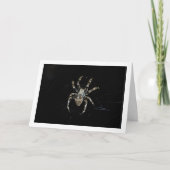 Orbflederspinne Karte (Vorderseite)