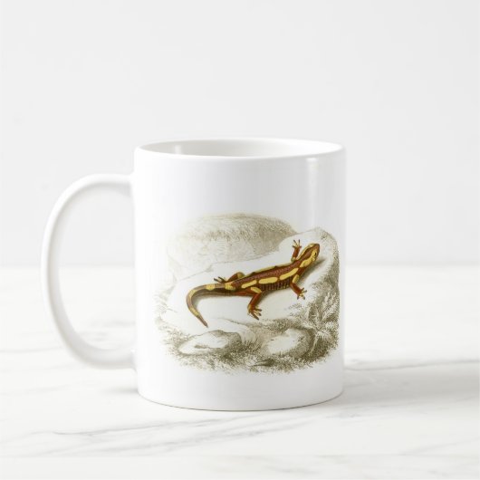 Orbigny - gepunkteter Salamander - Salamandra Kaffeetasse (Links)